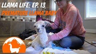 Premature Llama Baby - Ep. 13 - Llama Life