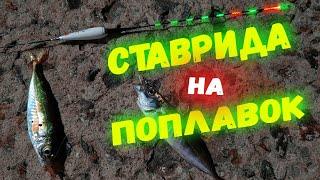 СТАВРИДА на поплавок! Поклёвки одна за другой!!! Просто мечта, а не рыбалка!!!