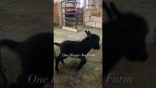 Amari and those baby kicks! #shorts #onehappyassfarm #amari #animals #entertainment #goodmorning