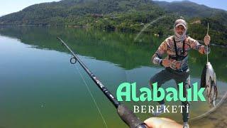 ALABALIK ÇOŞTU. alabalık avı. müthiş su yılanı balık avladı. #yılan #fishing #alabalıkavı #fish