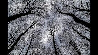 PHOTOGRAPHY TIPS AND TRICKS  - Creative Photography Composition With Bare Trees