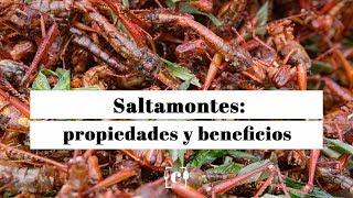 Saltamontes: propiedades, beneficios y valor nutricional