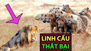 10 Lần Thất Bại nhục nhã của Linh Cẩu Đốm | Động Vật Facts #6