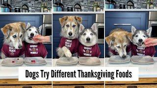 Dogs Try Different Thanksgiving Foods