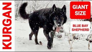 MASSIVE Blue Bay Shepherd Kurgan - 'There Can Only Be ONE!'