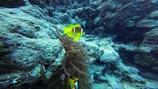 #diving Sharm el sheikh word under water