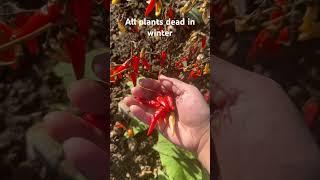 Chilli Harvest #germany #growveg #homegardening #garden #homegrown #gardening #satisfying #home