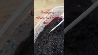 нужно разрушить оболочку и семян. #семена #семейныйвлог #сериал #семья #многодетная #деревня