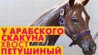 Самый дорогой арабский скакун! 500 000 $