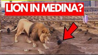 A lion used to roar daily on a grave in medina and then this happens