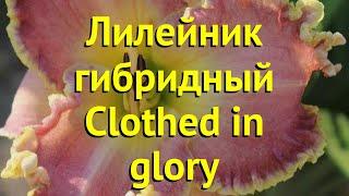 Лилейник гибридный клоузд ин глори. Краткий обзор, описание hemerocallis Clothed in glory