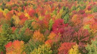 Two hour aerial flight over Canada's beautiful autumn forests in 4K