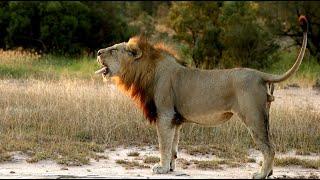 Two Huge Male Lions Invade Pride's Territory