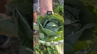 Cabbage & beef stir-fry #garden #inspired 