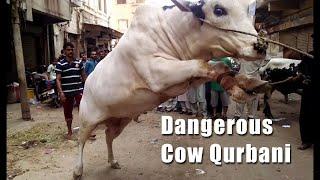 Tiktok famous videos of Dangerous  Cows 2020 Bakra Eid