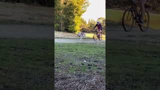 Bikejoring with Memphis