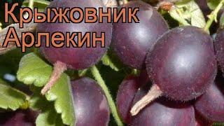 Крыжовник обыкновенная Арлекин (ribes grossularia)  обзор: как сажать, саженцы крыжовника Арлекин