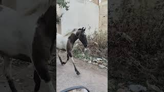 dauda dauda ghoda dum uthakar dauda #lakdikikathikathikaghoda #daudaghoda #horseriding #horse #yt