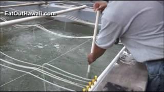 Raising Shrimp in Kahuku Hawaii