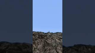 Bukharan Markhor in Tajikistan #wildlife #travel #hunting #mountains #new @Hunting1
