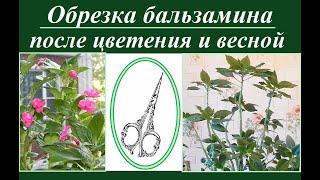 Бальзамин. Обрезка после цветения (или к весне).