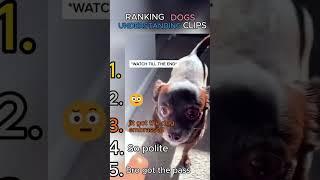 funny dog moments#dogs #dogshorts #funny #hilarious