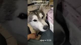 #хаски требуют откуп