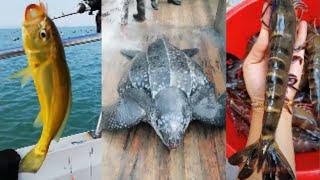 Catching seafood (amazing video clips)#9| minleo|