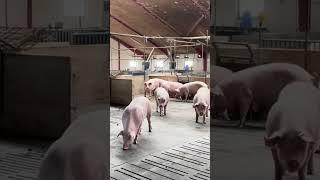 Incredible Pigs Farming #withme #pigfarmingtips #pig #farmlife #pigs #shorts #epicmamachinery