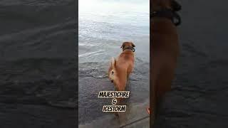 Lost both in 2020 Mkuu to lymphoma( june) and Mr.Chill to a necrotic gut ( Oct) Twas devastating