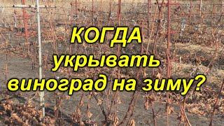 Когда укрывать виноград на зиму? Не делайте этого слишком рано!