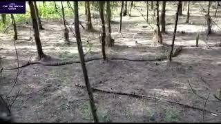 King Cobra Snake in field Andhra Pradesh #India #2024