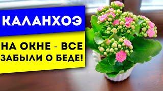 6 Чудесных Применений! Вот какие болезни на самом деле лечит каланхоэ