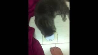 Funny cat Greyson opening the locked drain