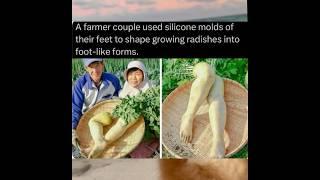 Farmer grows feet shaped radishes #meme #food #farming #china