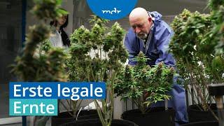 Premiere in Hildburghausen: Erste Ernte beim Cannabis Social Club | MDR um 4 | MDR