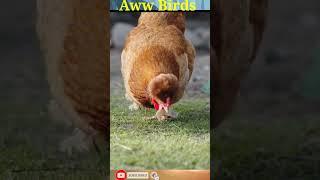 birds, bird, aww birds, shorts #bird #birds #awwbirds #birdsounds