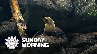 Nature: Fur seals in New Zealand