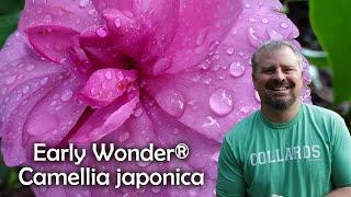 Early Wonder® Camellia japonica