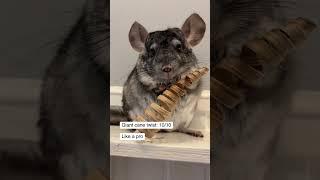 Rating things my chinchilla holds