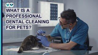 What Is a Professional Pet Dental Cleaning? | Pet Dental Care Series