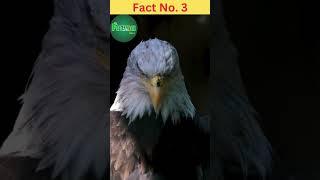 Amazing Facts About Eagles That Will Blow Your Mind #faunafacts #shorts