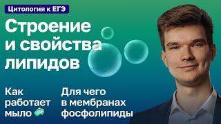 2.20. Строение и свойства липидов | Цитология к ЕГЭ | Георгий Мишуровский