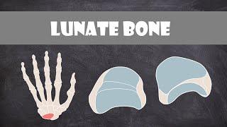 Lunate Bone | Anatomy