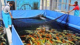 What is it like to buy koi in Japan? Episode 1 - The Buying Experience