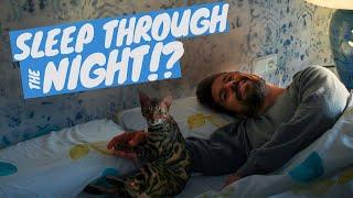 What to do if my cat doesn't let me sleep? - TRAIN YOUR CAT TO SLEEP