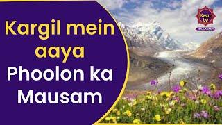 Kargil mein aaya Phoolon ka Mausam | Kesar TV | Kargil News | Ladakh News | Jammu Kashmir News