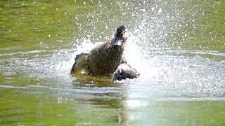 Stockenten Dame badet