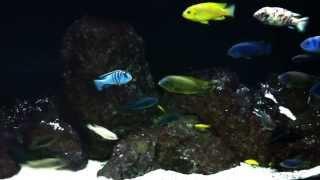 How I Got Started in the Fish Keeping Hobby - 100th Video Special - African Cichlid Hub