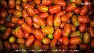 Syngenta Vegetable Seeds : La Tomato Vision